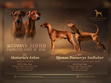 Pinscher · Kjeller · Akstaria