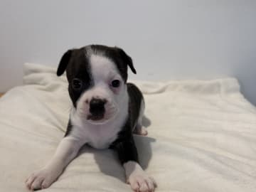 Staffordshire Bull Terrier · Vintrosa · SupremeTeamSbt