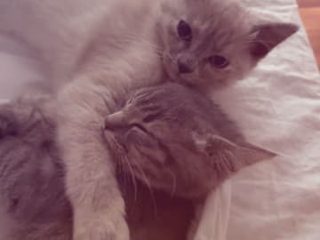 Ragdoll/perser · Hässleholm · Kattunge till salu