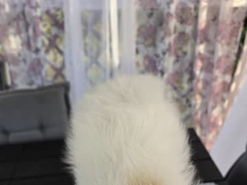 Pomeranian · Billesholm · Björn R.