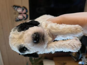 Perro de Agua Espanol · Fitjar · Aquanders