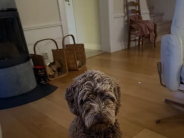 Labradoodle · Stockholm · Cajsa E.