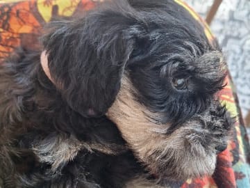 Dvärgschnauzer · Degerfors · Skäggebols