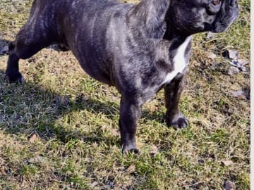Fransk bulldogg · östervåla · Dexline's