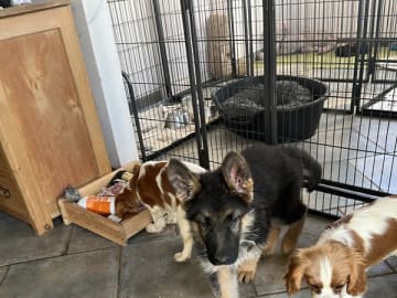 Tysk Schäferhund · Tønder · Roager's