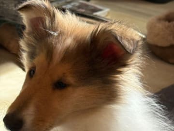 Collie · Trädet · Queenheloise