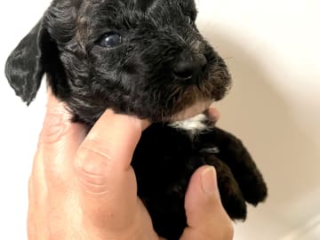Labradoodle · Skultuna · Björn M.