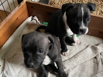 Staffordshire Bull Terrier · Höör · Thorondor