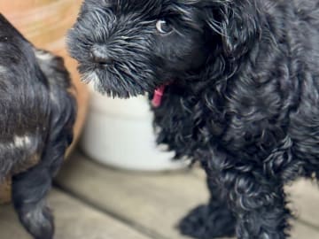 Tibetansk terrier · Skokloster · Solstickans