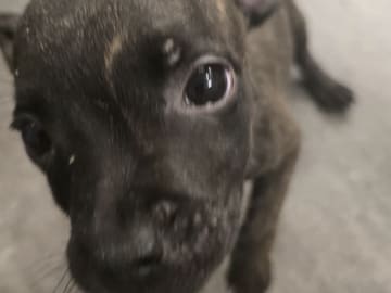 Staffordshire bullterrier · Hökerum · Juan José R.
