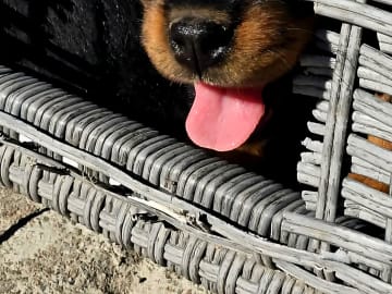 Rottweiler · Klippan · Manfield Farm