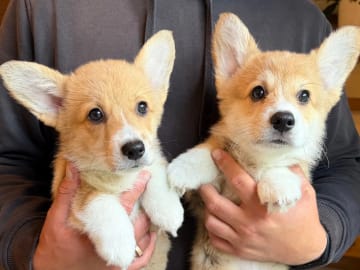 Welsh corgi pembroke · Gjerdrum · Hallo My Dog