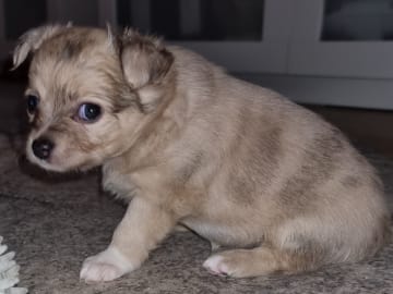 Chihuahua · Bålsta · Bålsta