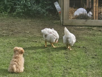 Blandras Dvärg pudel/ Bichon Havanais · Höör · Carola J.