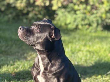 Staffordshire bullterrier · Anneberg · Qrohns
