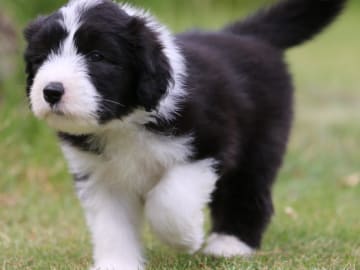 Bearded collie · Hammarö · Hillbacka