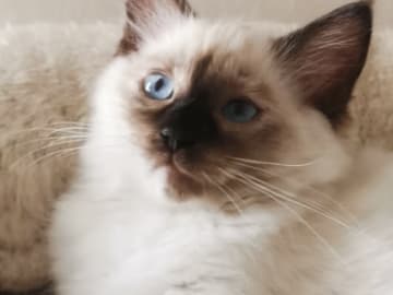 Ragdoll · Hässleholm · Jeanette S.
