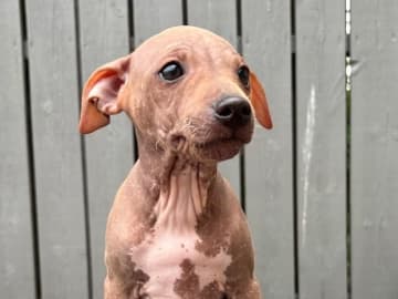 American Hairless Terrier · Mellerud · Ticket to win