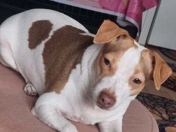 Dansk-svensk gårdshund · Karlstad · Pepparkakshusets kennel
