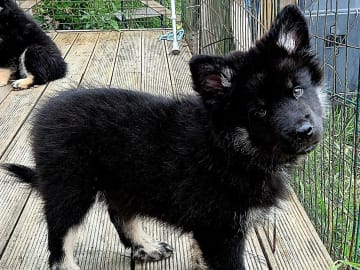 Finsk lapphund · Karlstad · Vallarjäntans