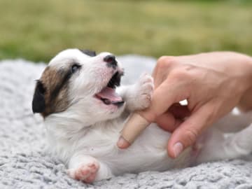 Jack Russell terrier · Vaxholm · My Workingdogs