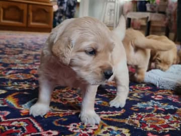 Golden Retriever · Bengtsfors · Sjöviksgårdens Golden Joy