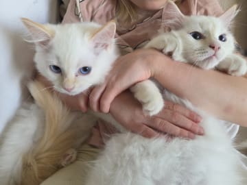 Ragdoll · Vällingby · Stardust