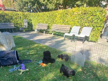 Maltipoo · Ystad · Jenny M.