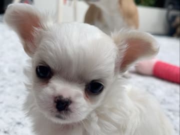Chihuahua · Norrköping · Tettchi's