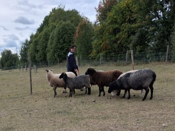 Berger des Pyrenees a poil long · Tierp · Kennel Dirgis