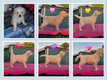 Golden retriever · Rinkaby · Retriever Village