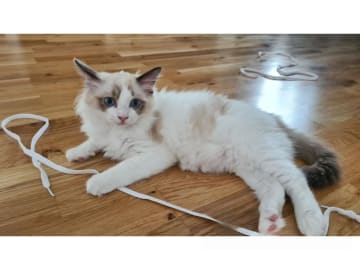 Ragdoll · Eskilstuna · Anders Söderberg