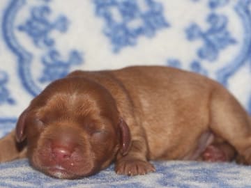 Cavalier king charles spaniel · Säffle · Bernerhagens