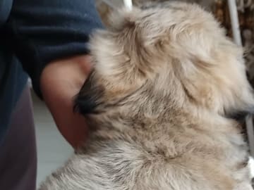 Shih tzu · Linköping · David K.