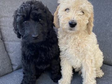 Labradoodle · Hammarö · Kilenegårdens