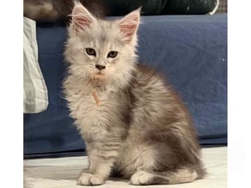 Maine Coon · Timmersdala · SE*Catillacs