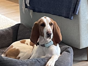 Blue de Gascogne/Basset · Hundvåg · Peter S.