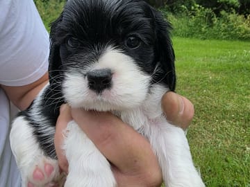 Amerikansk cockerspaniel Kavaljer King Charles Spaniel · Lövstabruk · Irene M.