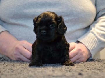 Amerikansk cocker spaniel · Malungsfors · Casadis