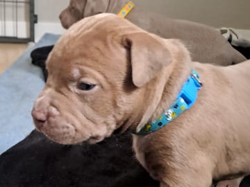 American bully