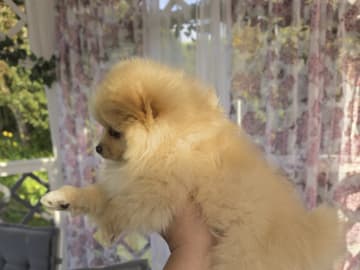 Pomeranian · Billesholm · Björn R.