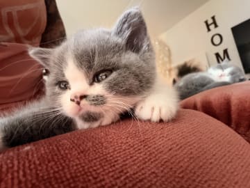 British Shorthair · Katrineholm · Crazy catlady