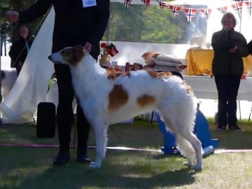 Borzoi · Glanshammar · Stazcek's
