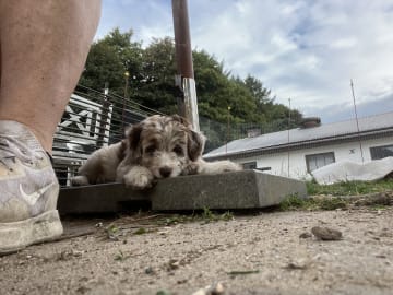 Aussiedoodle · Fredericia · Overgaards hvalpe