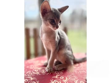 Abyssiner katt · Karlskrona · SE*Ghimbir's