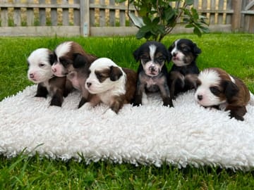 Chinese crested dog · Västerås · Vovverollens