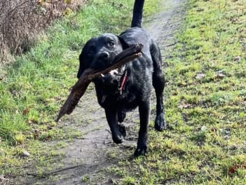 Labrador Retriever · Kågeröd · Johan F.
