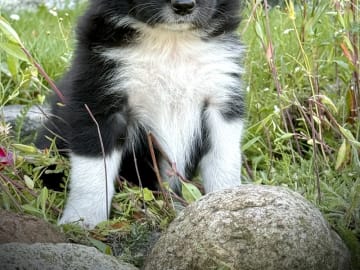 Border collie · Holsted · Ditte Byskov Hansen