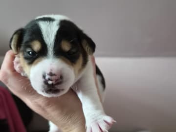 Dansk-svensk gårdhund · Båstad · Marinette Santesson