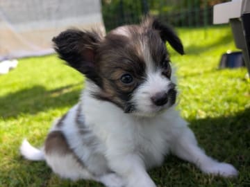 Papillon · Brastad · Bohusklippans